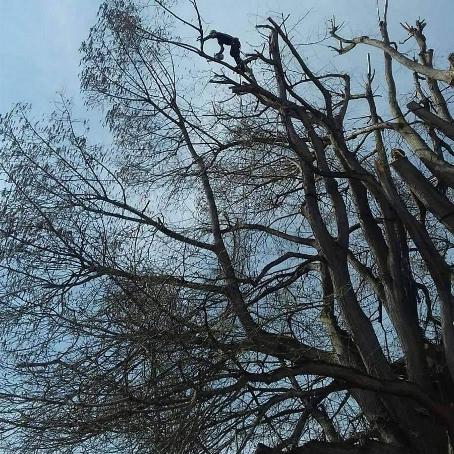 élagage d'arbres à Ecully proche des Monts d'Or