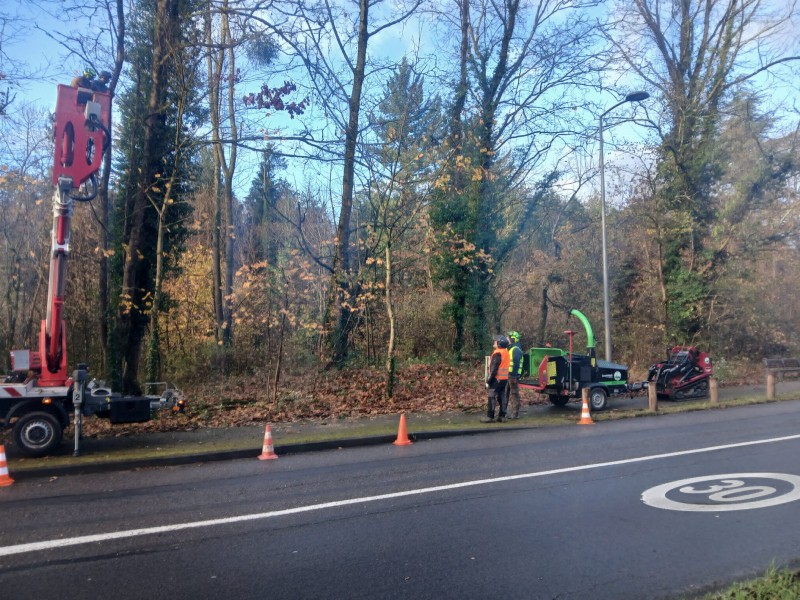 Taille de mise en sécurité sur l'entrée de Charbonnière les Bains avec abattage des arbres morts