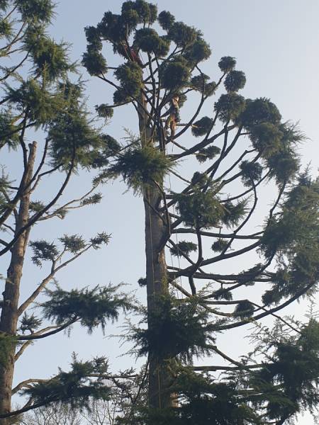 Taille architecturée en nuage d'un cèdre à Charbonnières-les-Bains Ouest Lyonnais