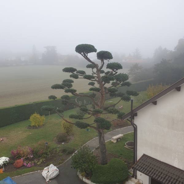 Taille Niwaki de Pins sylvestre à Dardilly Ouest Lyonnais