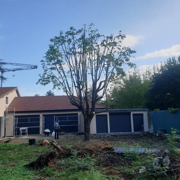 Taille architecturée sur tire sève d'un Erable à Charbonnières-les-Bains
