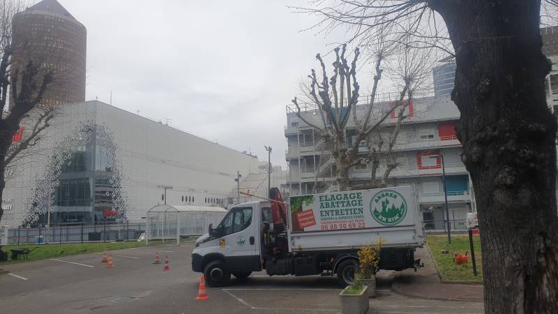 Elagage et taille d'arbre en tête de chat Lyon 69003