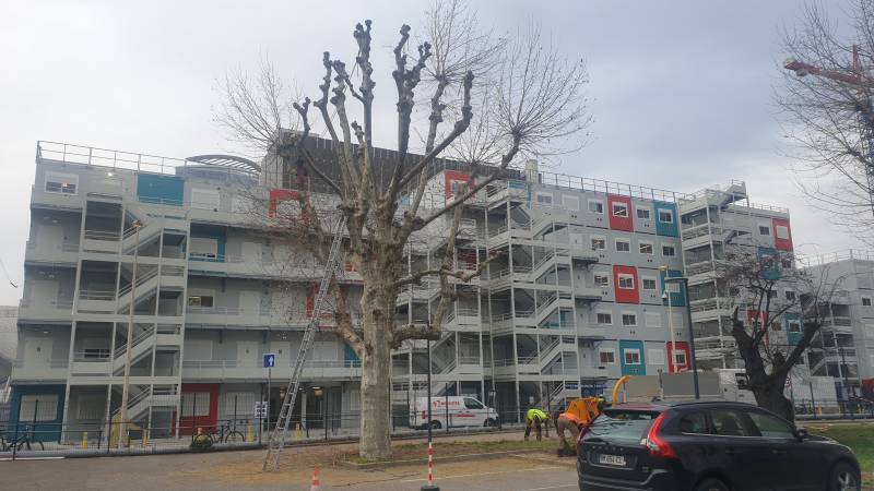 Elagage et taille d'arbre en tête de chat Lyon 69003