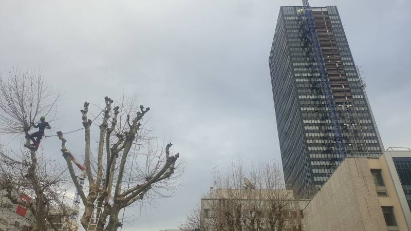 Elagage et taille d'arbre en tête de chat Lyon 69003