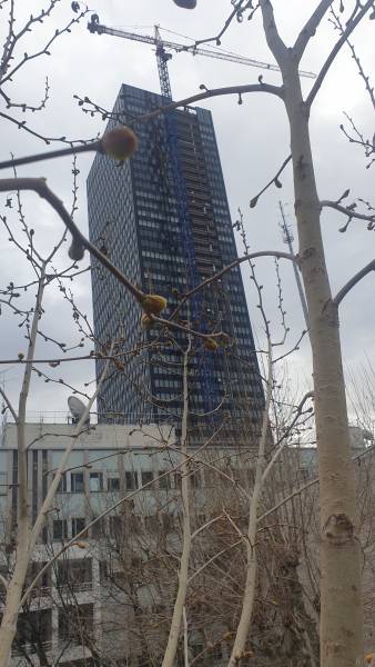 Elagage et taille d'arbre en tête de chat Lyon 69003