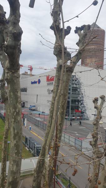 Elagage et taille d'arbre en tête de chat Lyon 69003