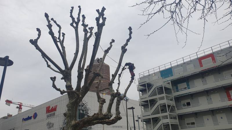 Elagage et taille d'arbre en tête de chat Lyon 69003