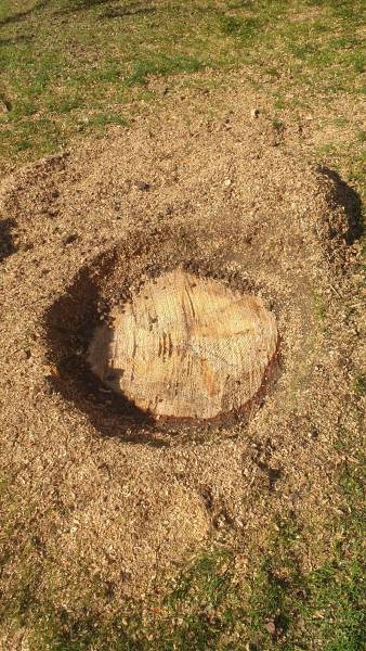 supprimer une souche d'arbre à Charbonnière les bains à l'aide d'une grignoteuse