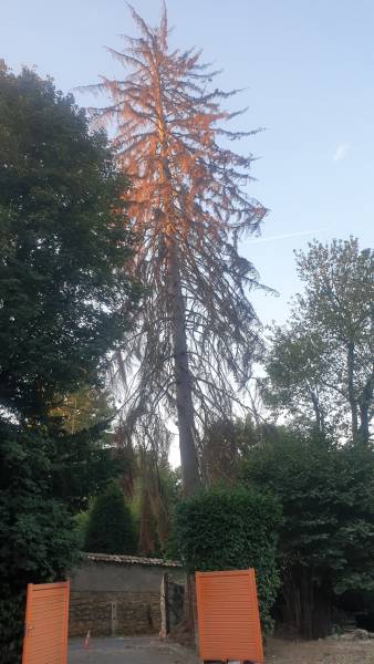 Abattage d'un arbre dangereux à saint cyr au mont d'or, par un professionnel qui est intervenu sur cet Epicea