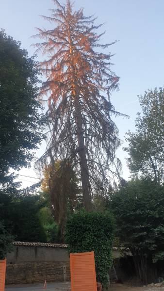 Abattage d'un arbre dangereux à saint cyr au mont d'or, par un professionnel qui est intervenu sur cet Epicea