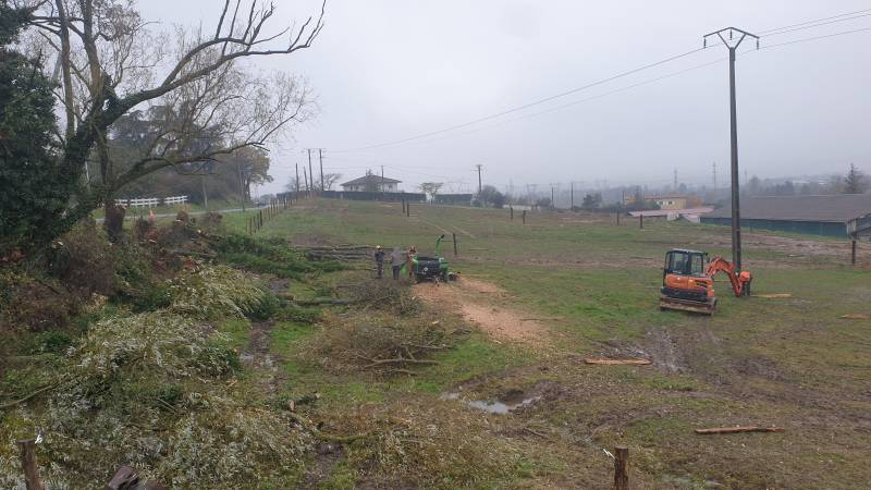 Abattage arbre mort en bord de route à Dommartin, par l'entreprise Arbres en Sim, intervention sur des frênes