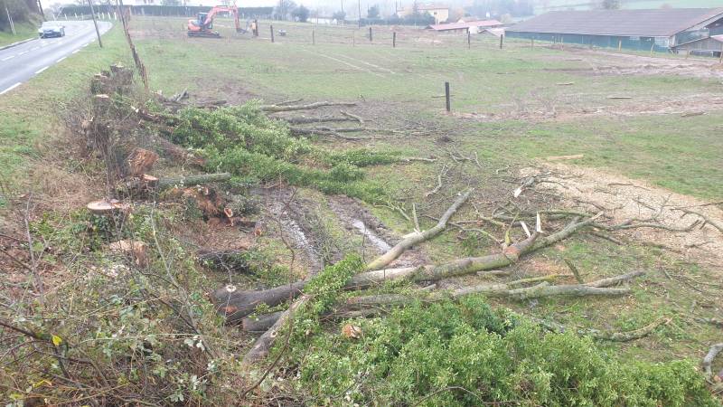 Abattage arbre mort en bord de route à Dommartin, par l'entreprise Arbres en Sim, intervention sur des frênes