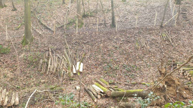 Abattage d'arbre en forêt à Dardilly, mise en sécurité d'un grillage par l'entreprise Arbres en Sim
