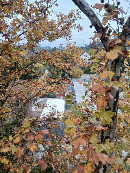 Mise en sécurité de 4 platanes dans l'école maternelle de Charbonnière Les Bains, par Arbres en Sim