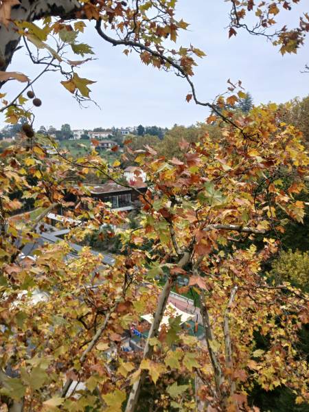 Mise en sécurité de 4 platanes dans l'école maternelle de Charbonnière Les Bains, par Arbres en Sim