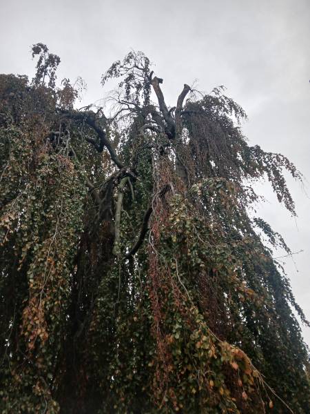 Mise en sécurité sur arbre bi centenaire hêtre pourpre pleureur à Tassin la Demi Lune, après la tempête Benjamin