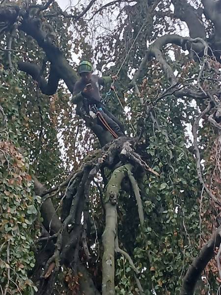 Mise en sécurité sur arbre bi centenaire hêtre pourpre pleureur à Tassin la Demi Lune, après la tempête Benjamin