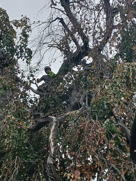 Mise en sécurité sur arbre bi centenaire hêtre pourpre pleureur à Tassin la Demi Lune, après la tempête Benjamin