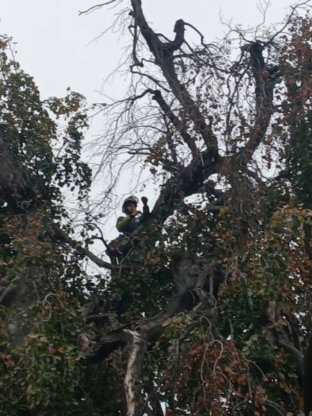 Mise en sécurité sur arbre bi centenaire hêtre pourpre pleureur à Tassin la Demi Lune, après la tempête Benjamin
