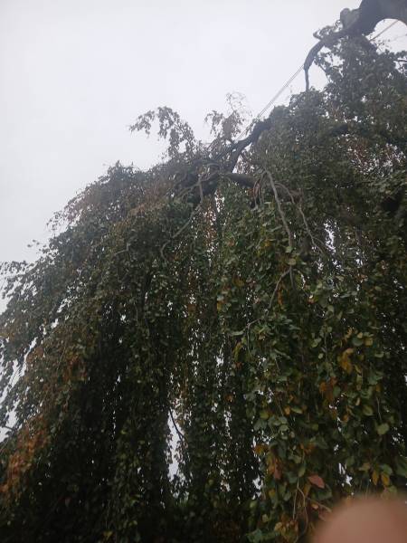 Mise en sécurité sur arbre bi centenaire hêtre pourpre pleureur à Tassin la Demi Lune, après la tempête Benjamin