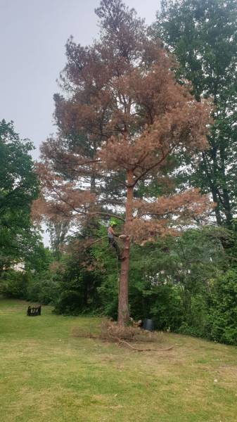 entreprise abattage d'arbre dans l'ouest lyonnais avec démontage d'un pin 