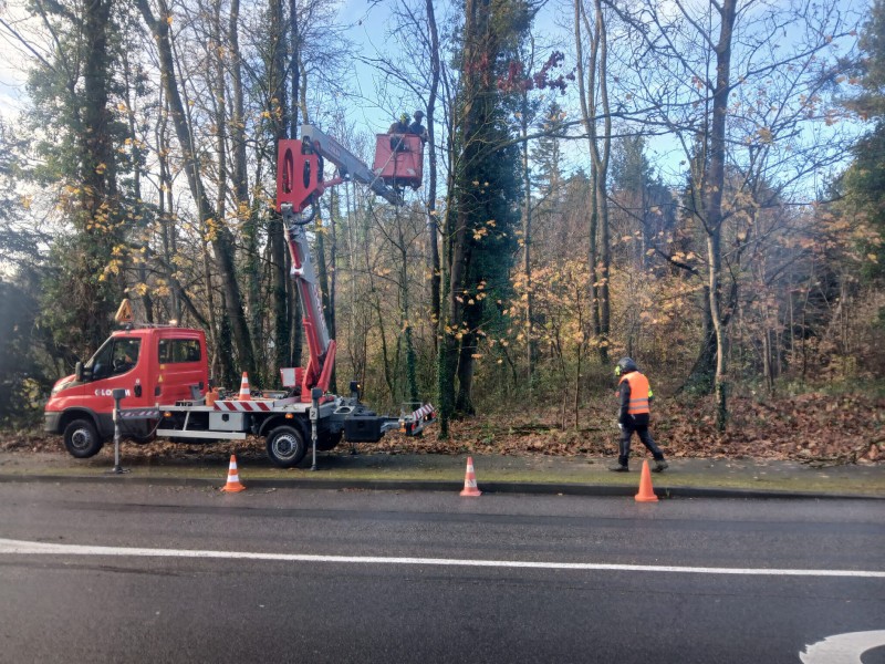 Taille de mise en sécurité sur l'entrée de Charbonnière les Bains avec abattage des arbres morts