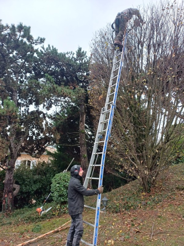 Entretien de jardin avec taille de différentes haies avec accès difficiles à Ecully