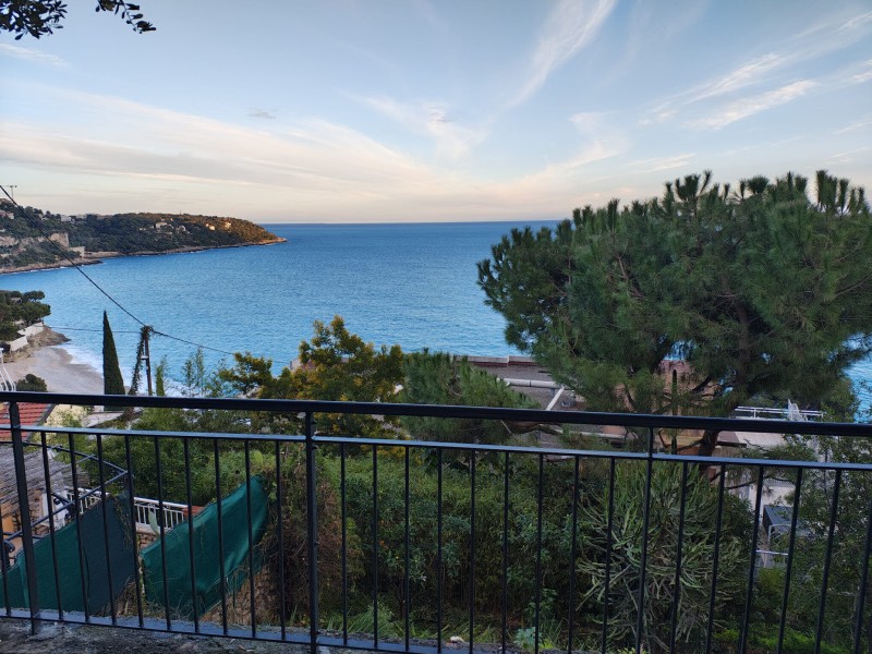 Elagage et taille d'arbres de grande hauteur à Roquebrune Cap Martin de Cyprès de Florence Eucalyptus et différents agrumes