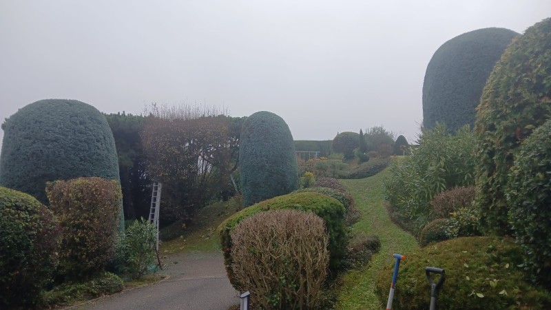 Entretien de jardin avec taille de différentes haies avec accès difficiles à Ecully