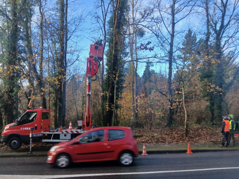 Taille de mise en sécurité sur l'entrée de Charbonnière les Bains avec abattage des arbres morts