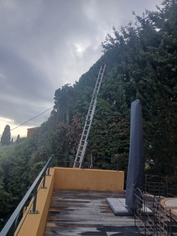 Elagage et taille d'arbres de grande hauteur à Roquebrune Cap Martin de Cyprès de Florence Eucalyptus et différents agrumes