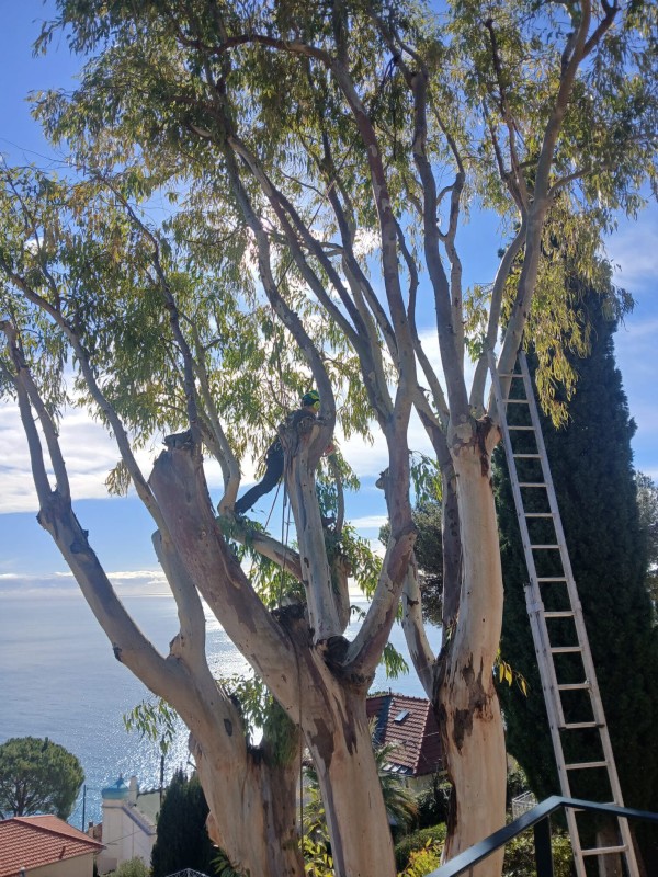 Elagage et taille d'arbres de grande hauteur à Roquebrune Cap Martin de Cyprès de Florence Eucalyptus et différents agrumes