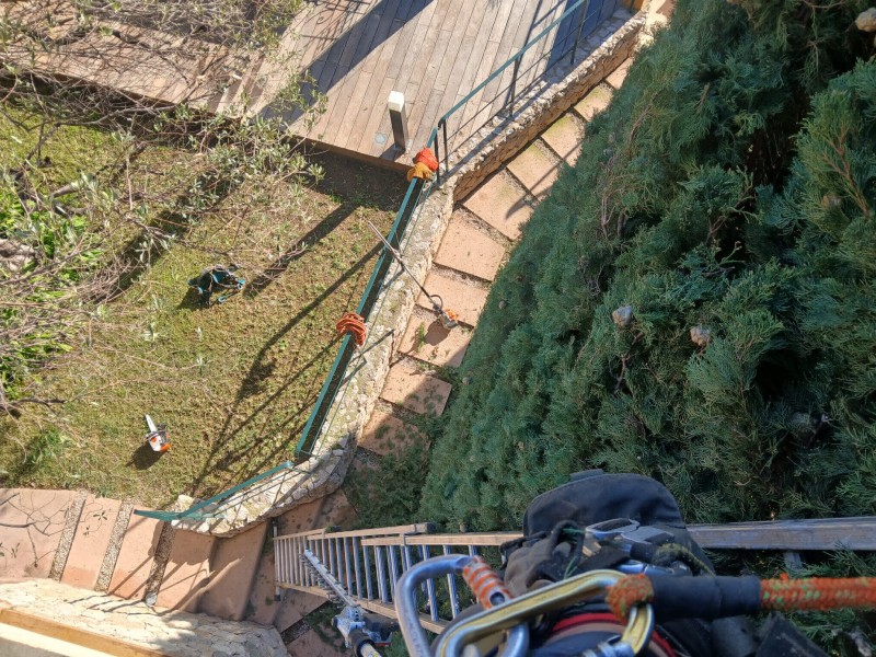 Elagage et taille d'arbres de grande hauteur à Roquebrune Cap Martin de Cyprès de Florence Eucalyptus et différents agrumes