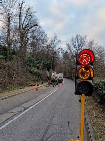 Taille d'un arbre à Ecully,  réduction en bord de route