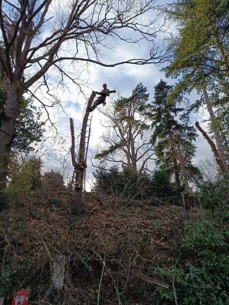 Taille d'un arbre à Ecully,  réduction en bord de route