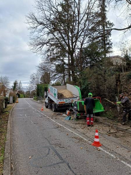 Taille d'un arbre à Ecully,  réduction en bord de route