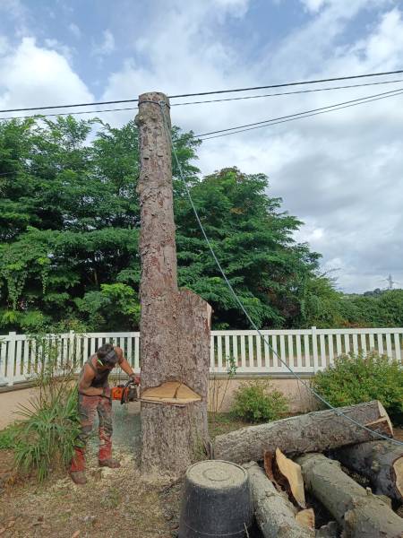 Abattage d'un sapin de noël à Dardilly, malade nécessitant l'intervention d'un élagueur