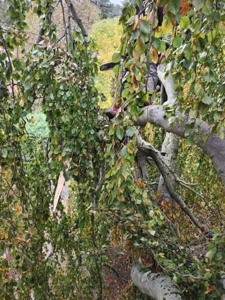 Mise en sécurité sur arbre bi centenaire hêtre pourpre pleureur à Tassin la Demi Lune, après la tempête Benjamin