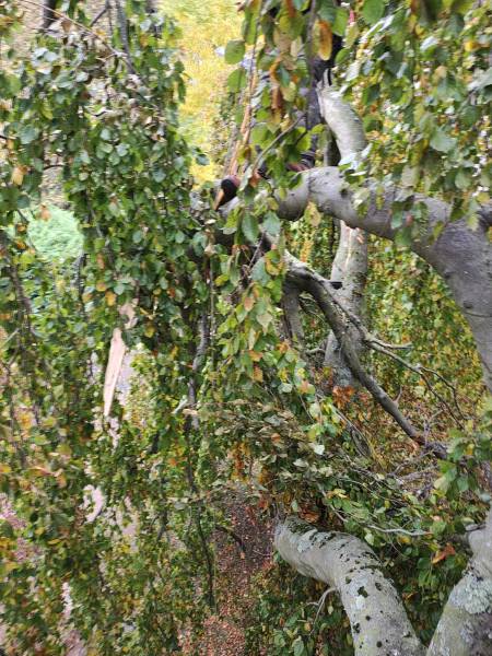 Mise en sécurité sur arbre bi centenaire hêtre pourpre pleureur à Tassin la Demi Lune, après la tempête Benjamin