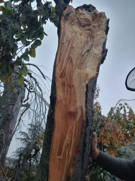 Mise en sécurité sur arbre bi centenaire hêtre pourpre pleureur à Tassin la Demi Lune, après la tempête Benjamin
