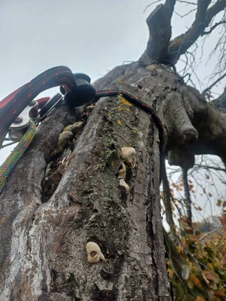 Mise en sécurité sur arbre bi centenaire hêtre pourpre pleureur à Tassin la Demi Lune, après la tempête Benjamin