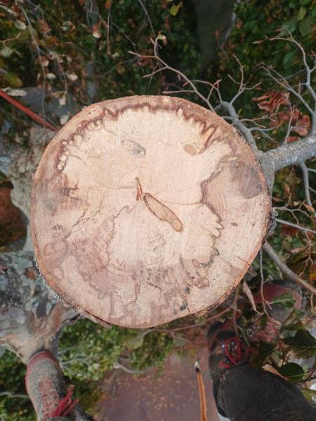 Mise en sécurité sur arbre bi centenaire hêtre pourpre pleureur à Tassin la Demi Lune, après la tempête Benjamin