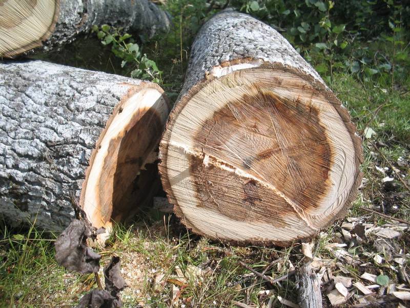 abattage d'un arbre mort à tassin la demi lune