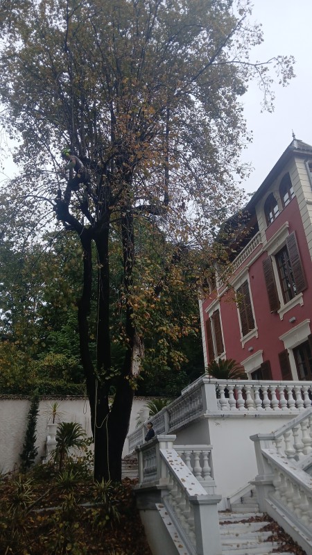 Elagage d'arbre à Champagne au Mont d'Or : Tilleul, arbre de judée et érable