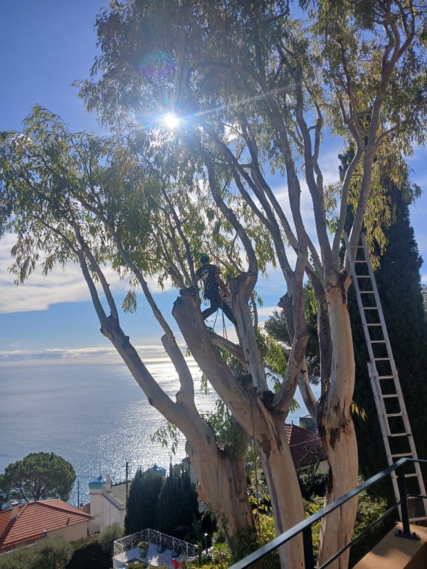 Elagage et taille d'arbres de grande hauteur à Roquebrune Cap Martin de Cyprès de Florence Eucalyptus et différents agrumes