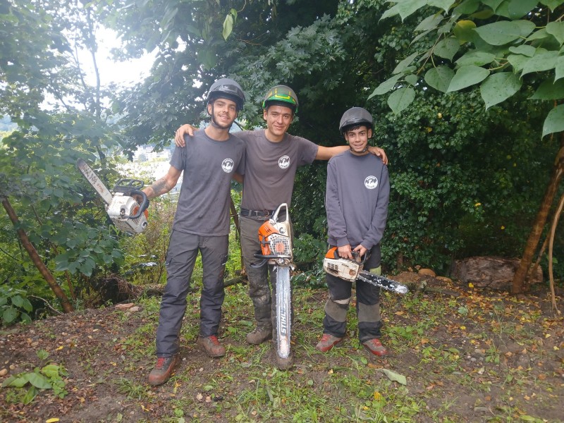 Abattage par démontage d'un peuplier sec sur pied à Tassin la Demi Lune