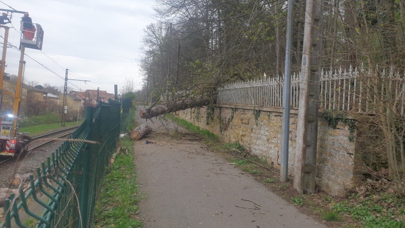 Abattage arbre en urgence à Lyon avec dégagement de la voie SNCF de l'Ouest Lyonnais