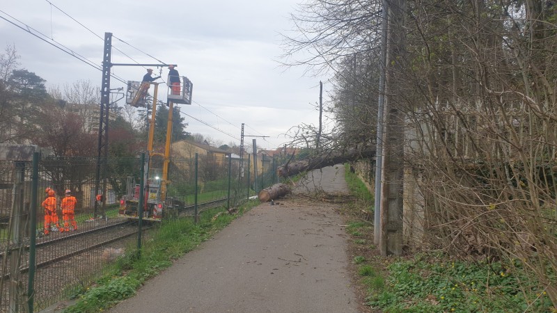 Abattage arbre en urgence à Lyon avec dégagement de la voie SNCF de l'Ouest Lyonnais