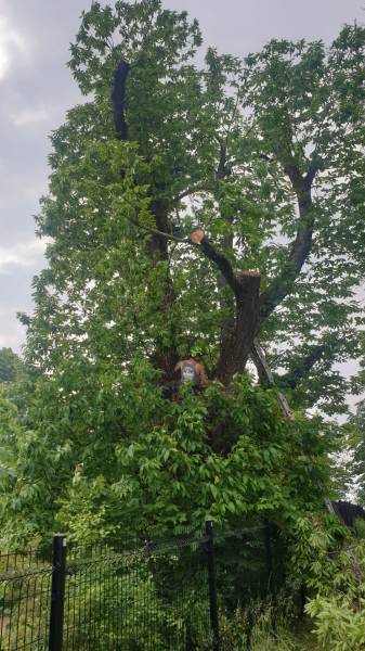 élagage d'un arbre malade avec branches mortes à Ecully
